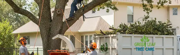 Professional tree removal service in Denver, CO for safe tree trimming and removal