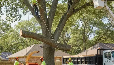 Denver tree removal crew safely removing a hazardous tree on a residential property