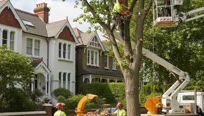 Tree service crew in Denver, CO providing professional tree removal and trimming assistance
