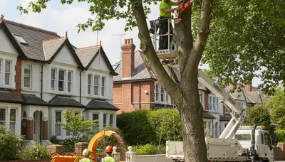Tree service team in Denver, CO providing professional tree removal and care