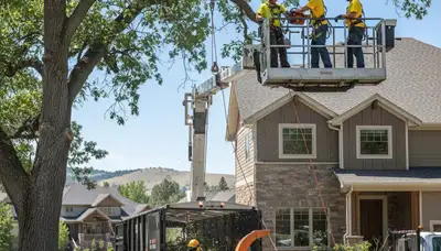 Tree service crew in Denver, CO providing professional tree removal and trimming for local properties
