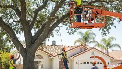 Tree service team in Denver, CO removing a tree for safe residential property care