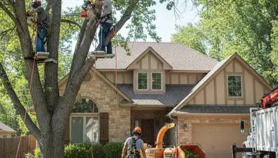 Tree service crew in Denver, CO providing professional tree removal and maintenance work