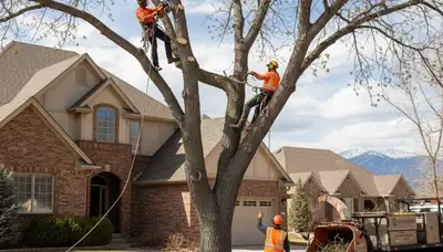 Tree service crew in Denver, CO providing professional tree removal and trimming services